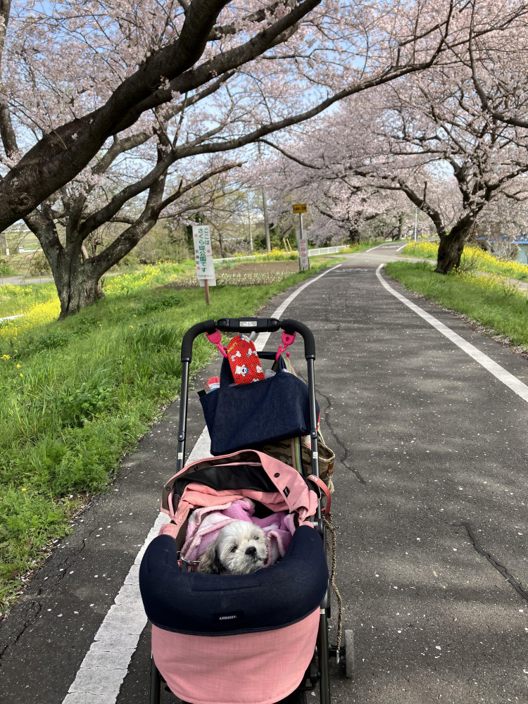 今年も一緒に桜見れたね🌸