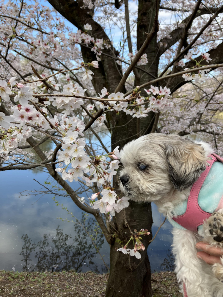 春を感じれたかな？