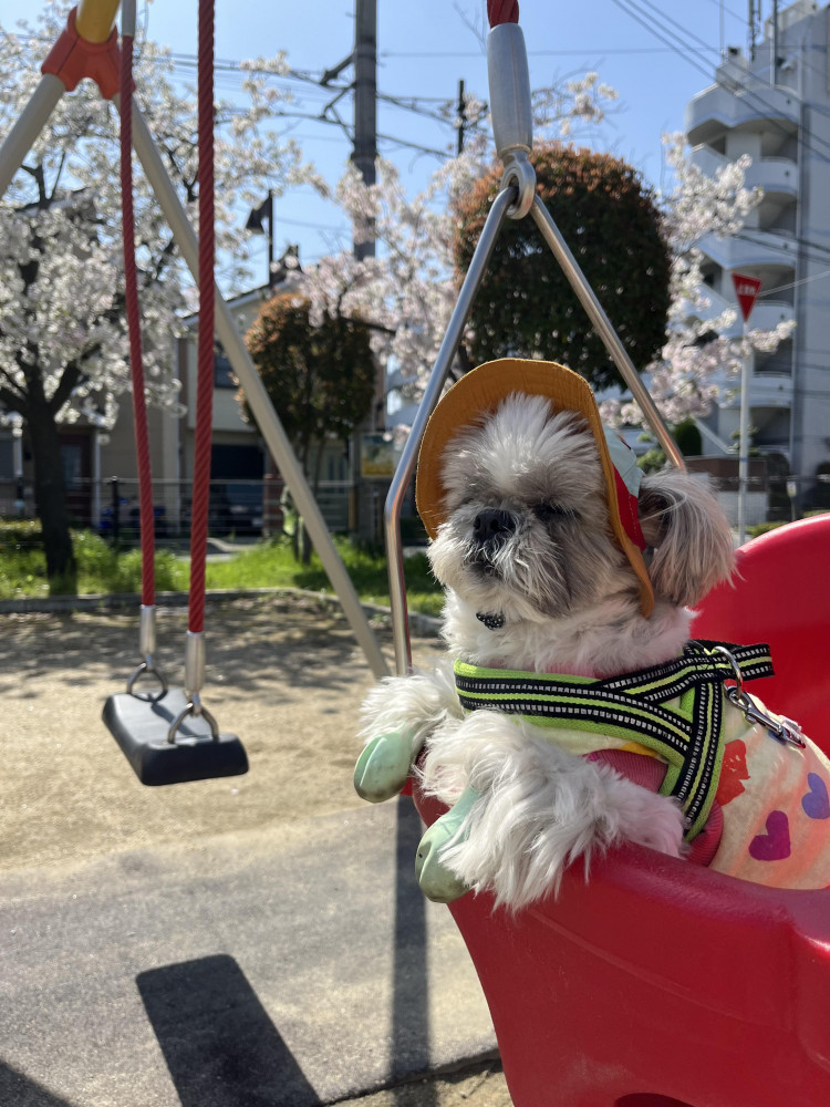 ブランコに乗りながらお花見🌸