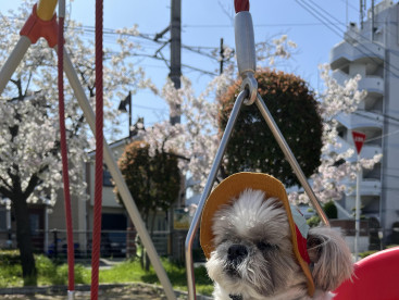 ブランコに乗りながらお花見🌸