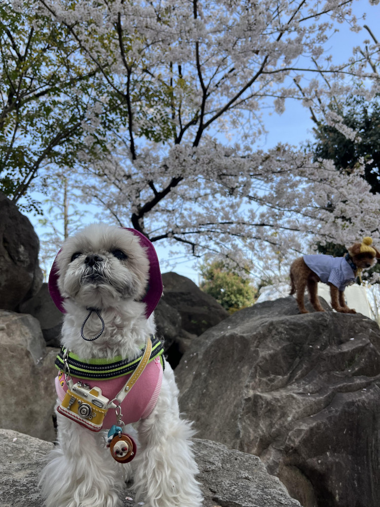 お友達とお花見🌸