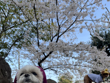 お友達とお花見🌸