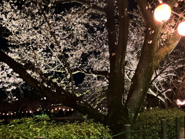 来年もまた一緒に見に来ようね🌸