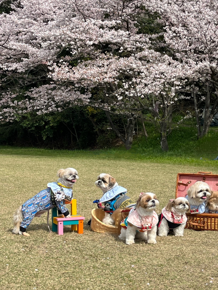 わんこカメラ部
🌸春の遠足