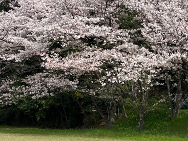 わんこカメラ部
🌸春の遠足