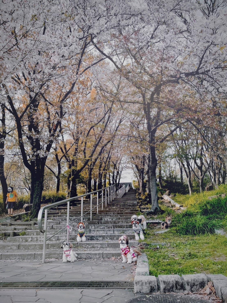 わんこカメラ部
春の🌸遠足