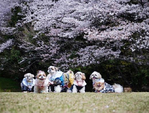 わんこカメラ部
🌸満開🌸
笑顔も満開☺️