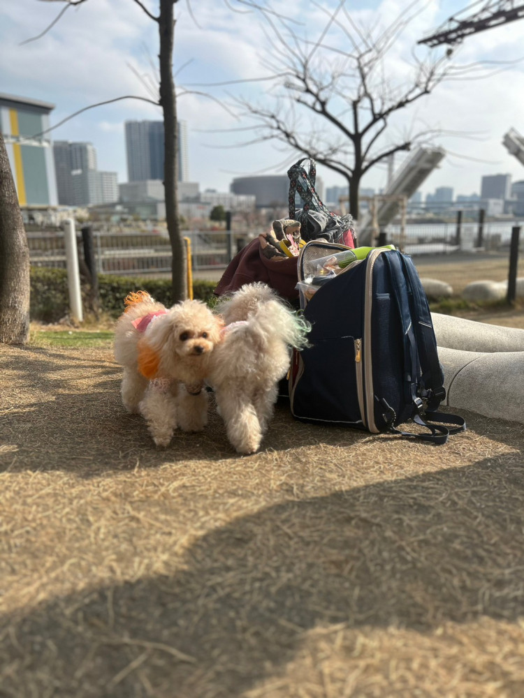 ドッグランの時でもときどきカバンを見にくる防犯意識高め