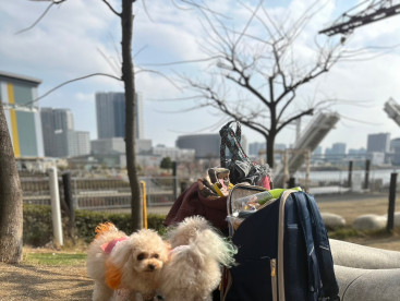 ドッグランの時でもときどきカバンを見にくる防犯意識高め