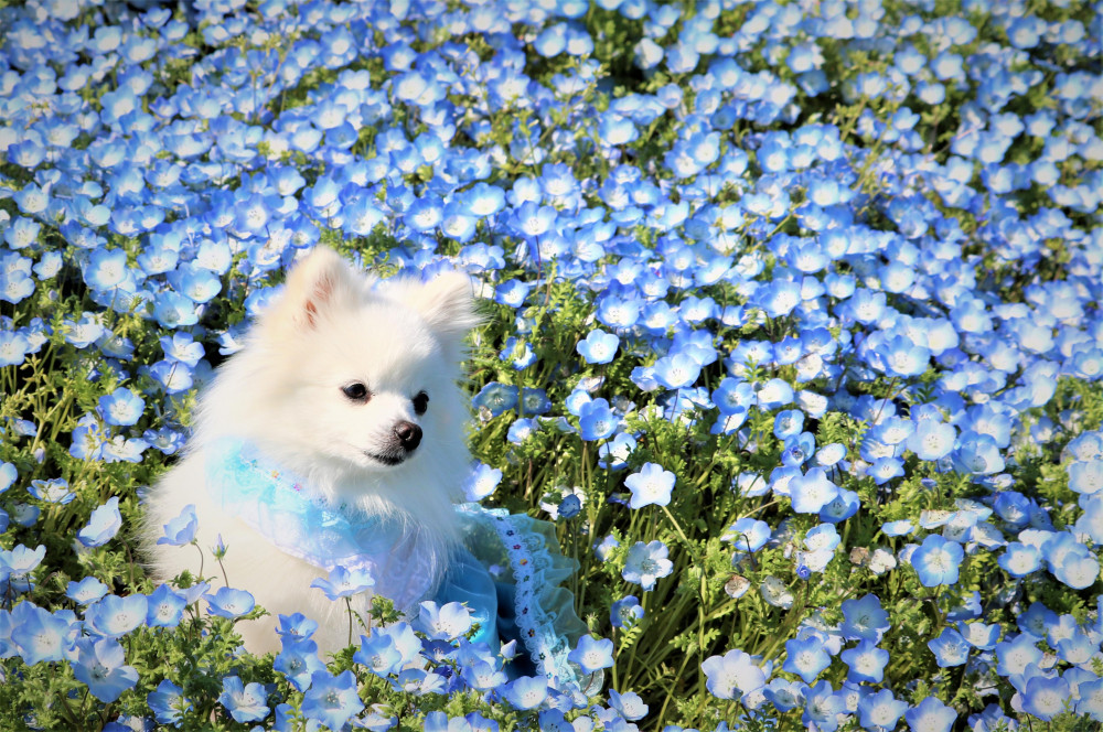 生まれて初めて ネモフィラを 見てきまちた✿