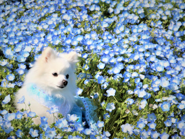 生まれて初めて ネモフィラを 見てきまちた✿