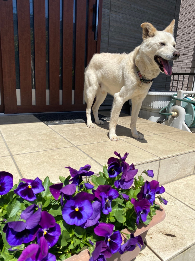 天気が良いから、クウは日向ぼっこしてるんだ❣️
気持ち良いなぁー🐶