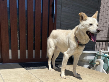 天気が良いから、クウは日向ぼっこしてるんだ❣️
気持ち良いなぁー🐶