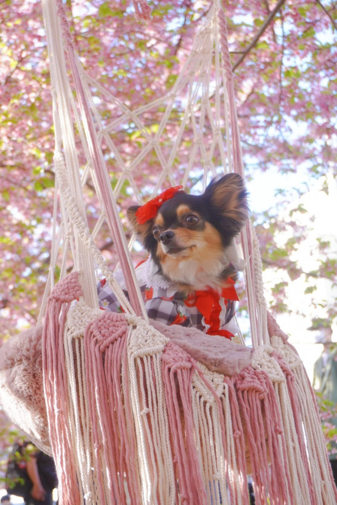 淀水路の綺麗な河津桜とお写真とったよ♪