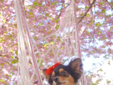 淀水路の綺麗な河津桜とお写真とったよ♪