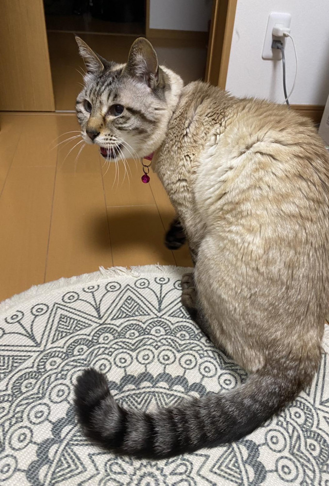 ママが送ってくれたおやつ食べたよ❗️
美味しいかったにゃん🐱