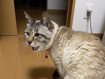 ママが送ってくれたおやつ食べたよ❗️
美味しいかったにゃん🐱