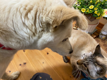 僕クウ，よろしく🐶
怖くないよ，華ちゃん❣️