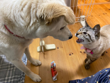 私のカニカマなのよ❣️
華負けないからね🐱🐱