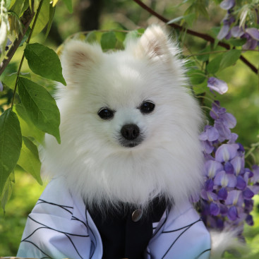 コスプレ衣装を持って
お誕生日旅行に
行って来まちたのなのなの♬
藤の花とのコラボ✿