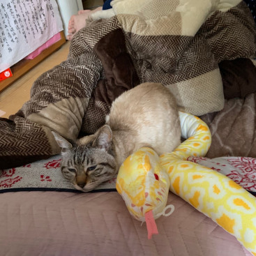 華ちゃん，蛇さんがいますよ⁉️
🐍さん，後で遊ぶね。華💤💤