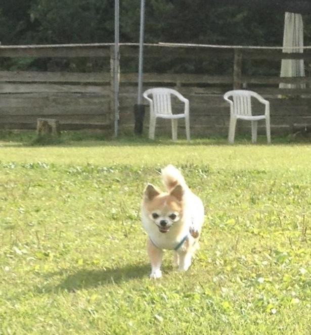 ママ‼️ドッグラン楽しいね〜❗️
かけっこするムック，可愛いでしょ🐶
大好きだょ❤️❤️❤️