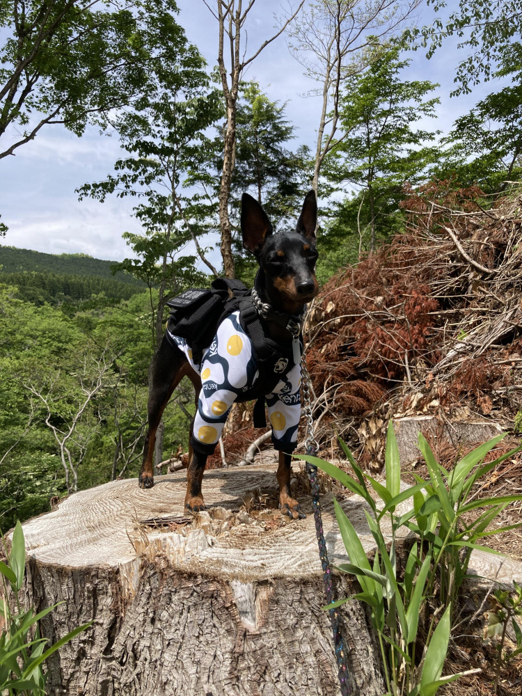 5月はキャンプに最適な気候だね☀️
切り株犬してきたよꉂꉂ🤭