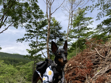 5月はキャンプに最適な気候だね☀️
切り株犬してきたよꉂꉂ🤭