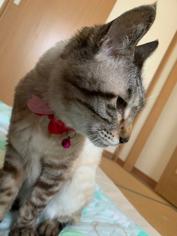 華，モデルちかれました🐱
ご褒美ありますかね⁉️