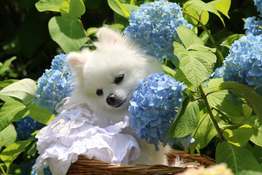 めるもと 紫陽花✿