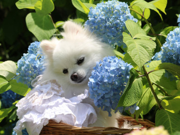 めるもと 紫陽花✿