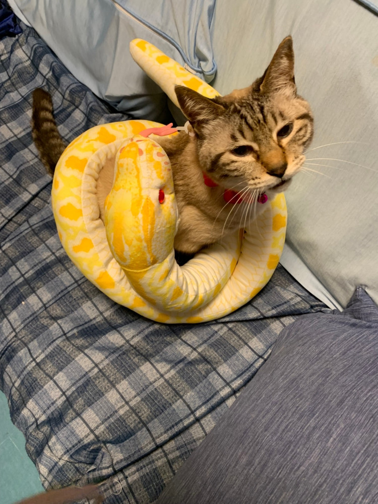 ちょっと🐍さん，早く退いてくれない⁉️華ちゃん嫌なんだけどなぁ〜🐱