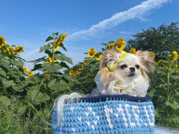 ひまわり畑🌻