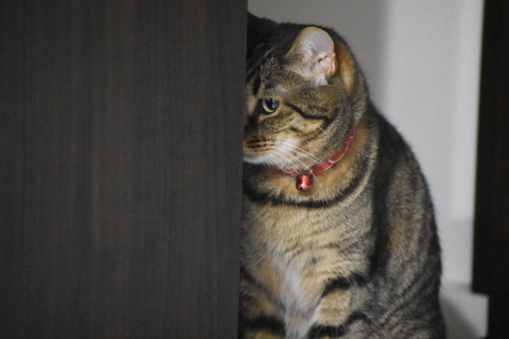 不満な顔で飼い主の様子を伺うキジ猫さん🐈