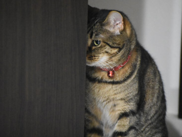 不満な顔で飼い主の様子を伺うキジ猫さん🐈