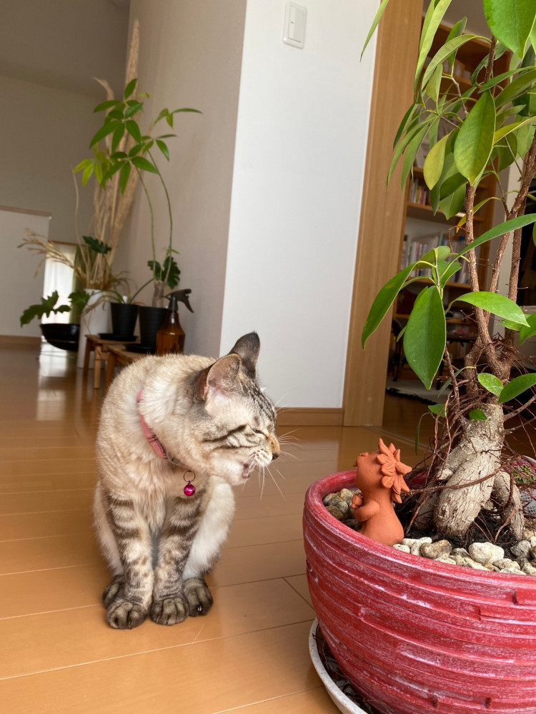 貴女，だーれと植木鉢の置物に威嚇してる華ちゃん‼️