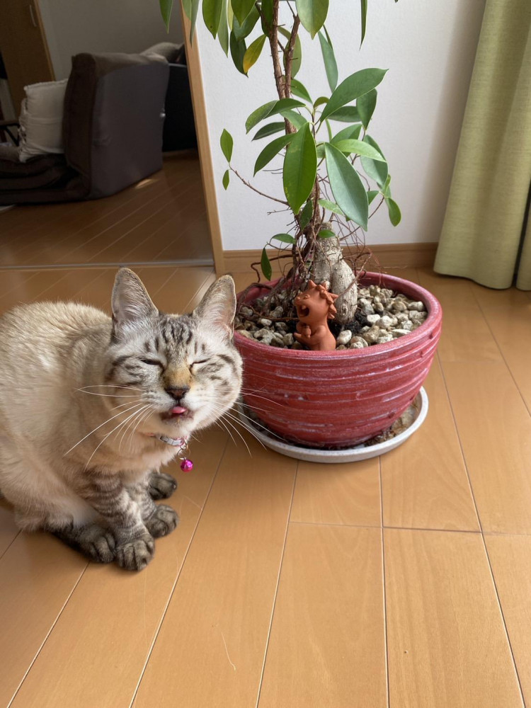 あれら！華ちゃんどうしたの？
お目目閉じて👅でてますけど‼️