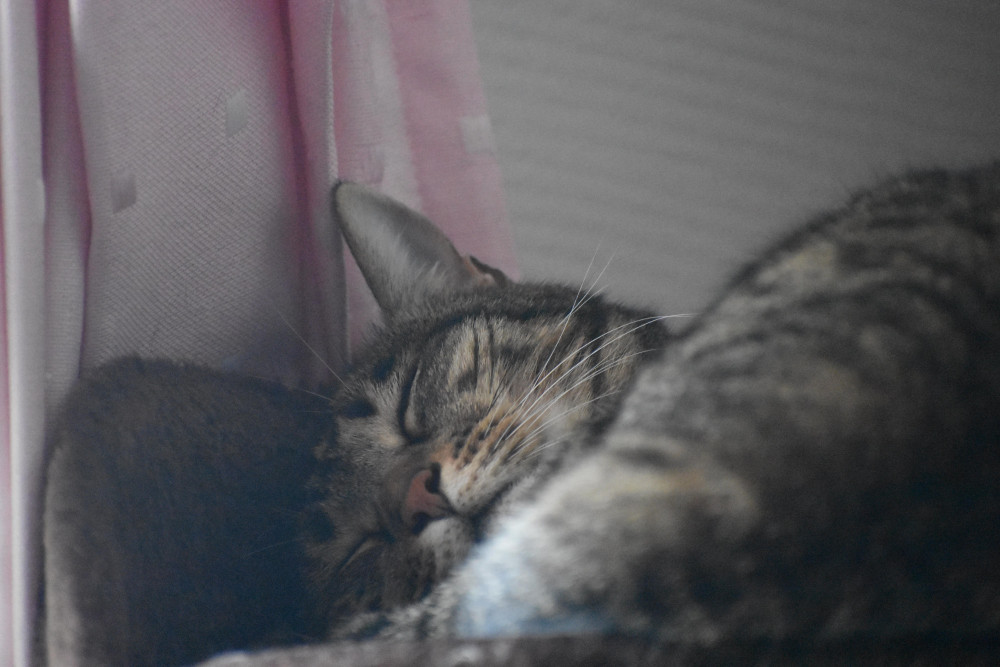 ぐっすり眠るキジ猫ジジ