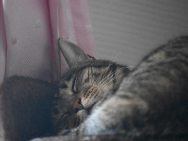 ぐっすり眠るキジ猫ジジ