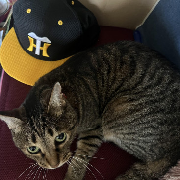 阪神タイガースのアレに期待するキジ猫