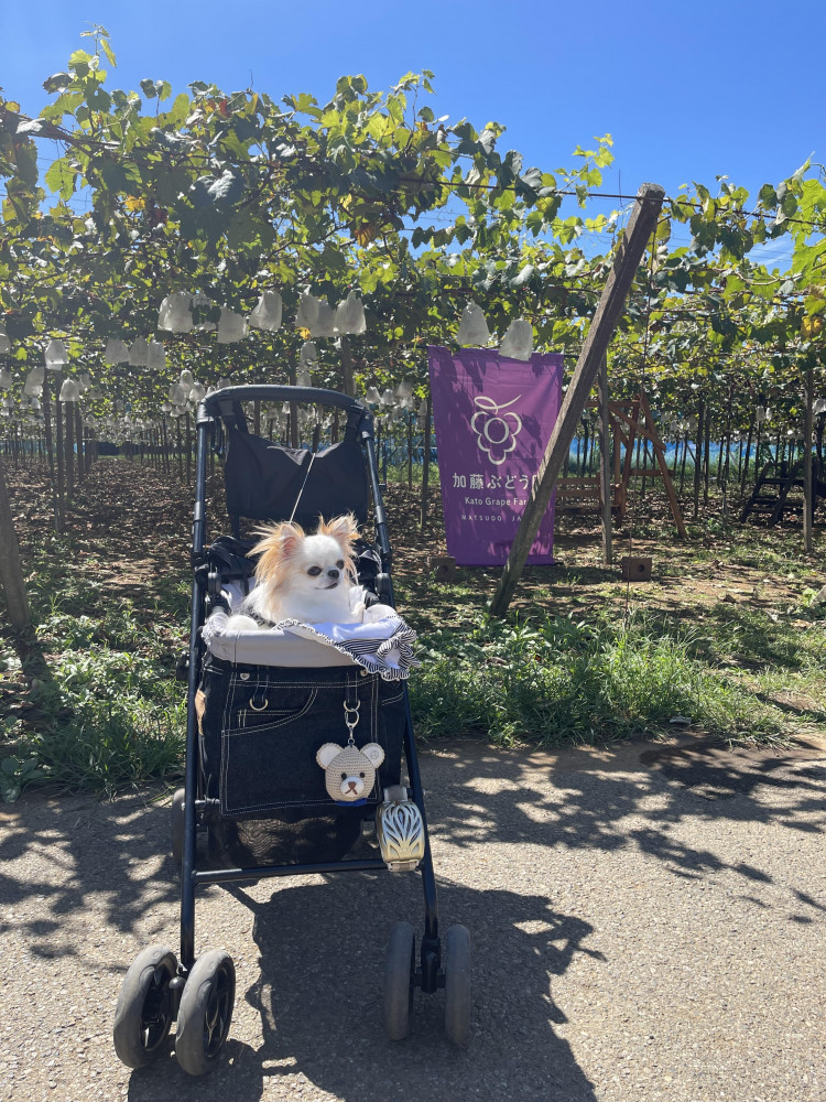 ぶどう🍇狩り