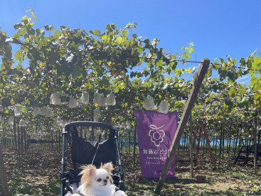 ぶどう🍇狩り