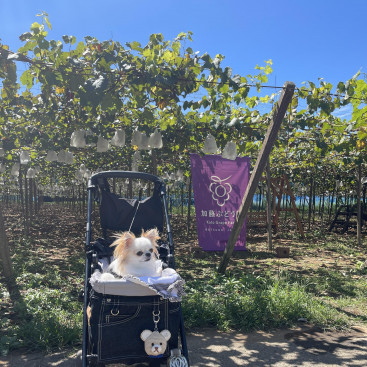 ぶどう🍇狩り