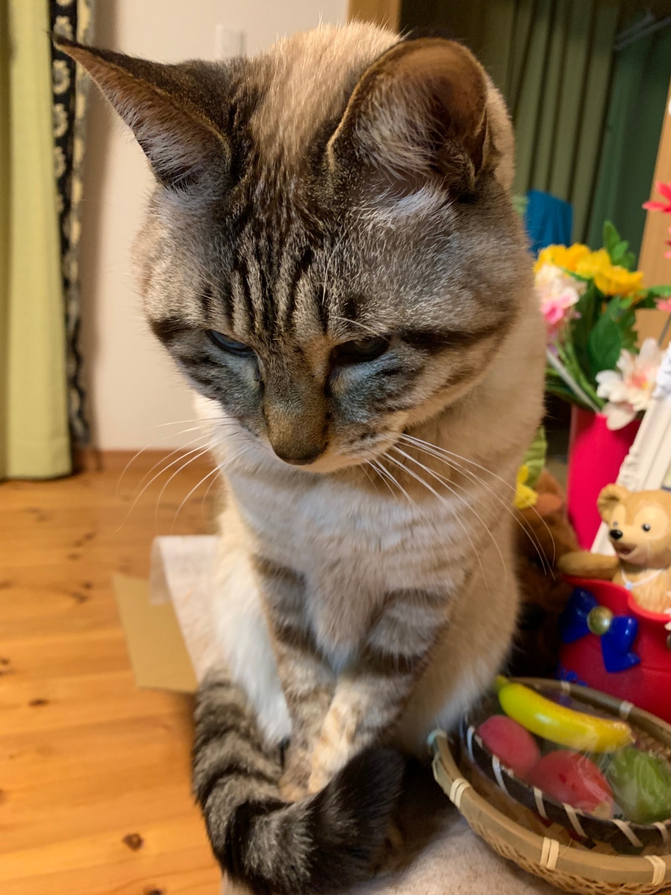 華ちゃん，ちょっとだけ，寂しい😹
でも，大好きな家族がいるから大丈夫👌👌👌