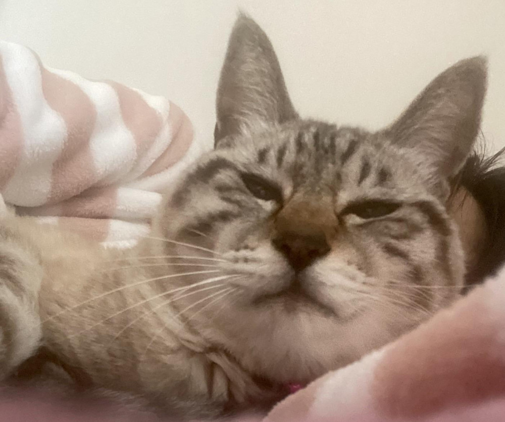 むーちゃんママのお布団最高‼️🐱