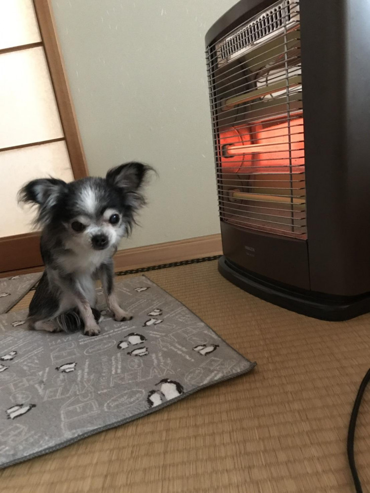 気持ちが良いネ〜💕💕
ママもおいでよ。暖かい🐶