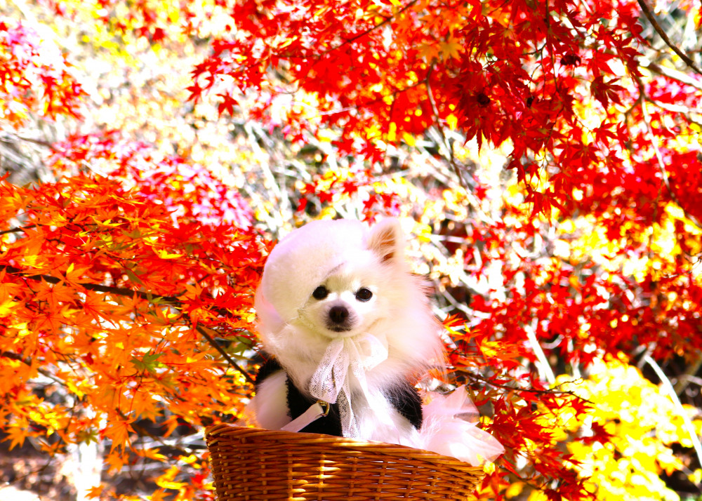 ことち（今年）も  ちれー（キレイ）な紅葉を 見てきまちた(*^-^*)