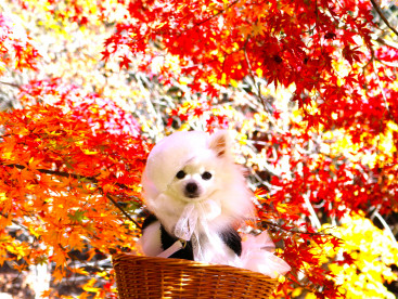 ことち（今年）も  ちれー（キレイ）な紅葉を 見てきまちた(*^-^*)