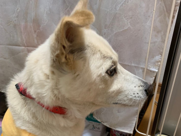 久しぶりのクウだょ🐶新しい首輪とお洋服似合うかなぁ〜⁉️