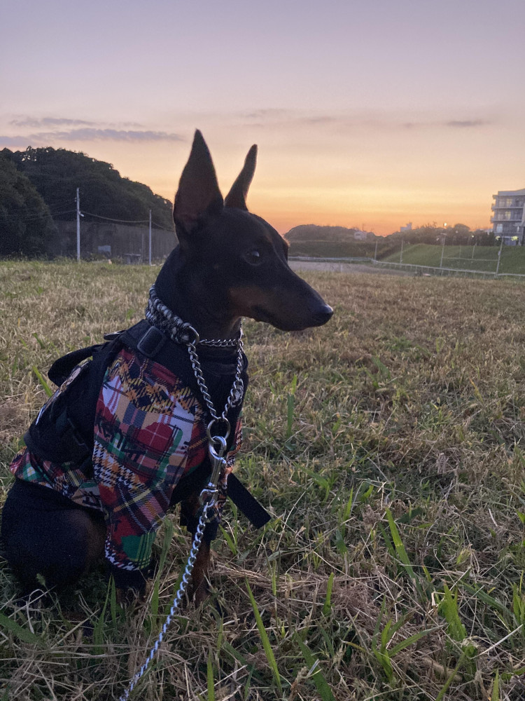 10月になると日が短くなったね🌅夕焼けが綺麗だったよ✨